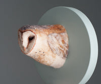 Portrait of a Barn Owl
