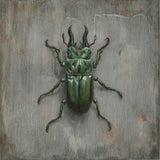 Beetle on Slate